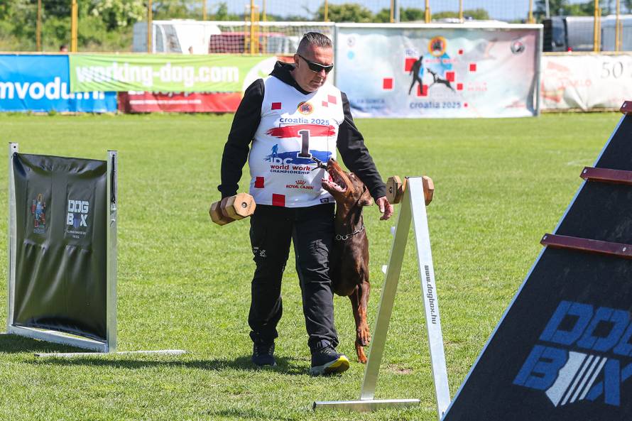 Međunarodna izložba natjecanje dobermana u Kurilovcu