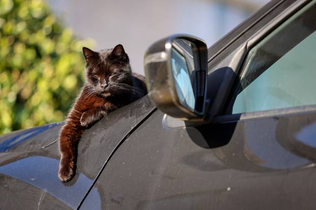 Zadar: Mace uživaju u sunčanom danu