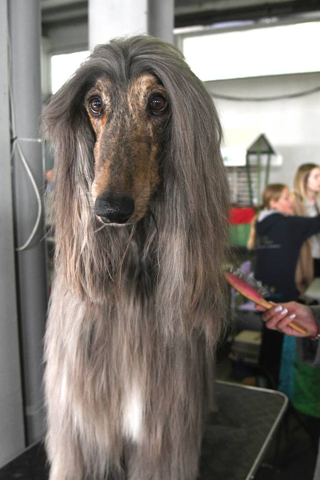 Bjelovar: Nacionalna izložba pasa održana je na sajamskom prostoru u Gudovcu