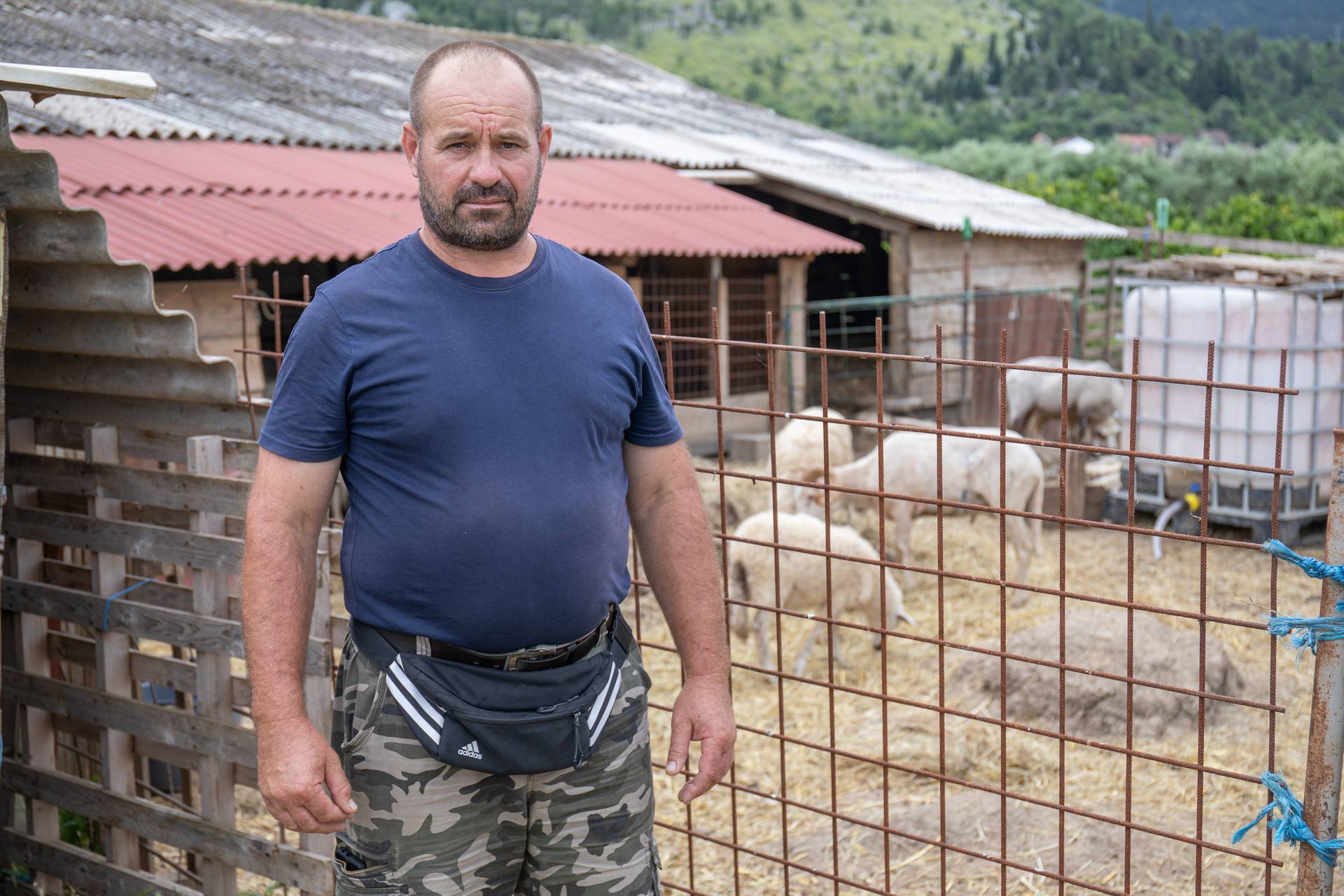 Zažablje: Zdenku Barišiću vukovi su zaklali stado ovaca