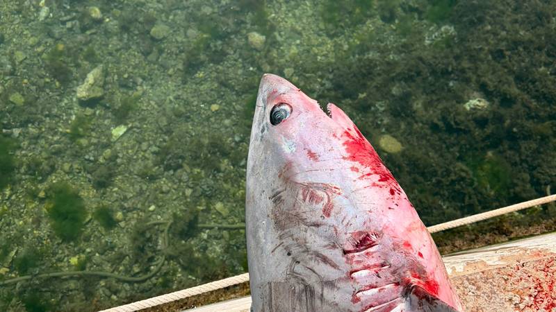 ULOV KRAJ ČIOVA Morski pas lisica se upetljao u mrežu i uginuo: 'Bio je dug tri metra!'