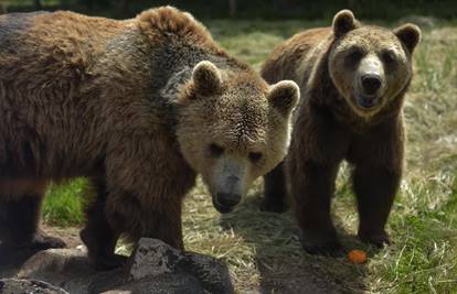 Udruga za zaštitu životinja Four Paws  zbog Macolinih medvjeda prekida suradnju s Hrvatskom