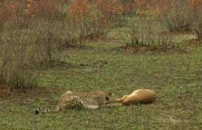 Gazela se pravi mrtva pa pobjegne gepardu i hijeni