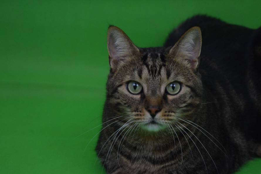 Hrabri Mačak Nudl inspirirao je  “sigurnu adresu” za pse i mačke u Zaprešiću! Evo kako