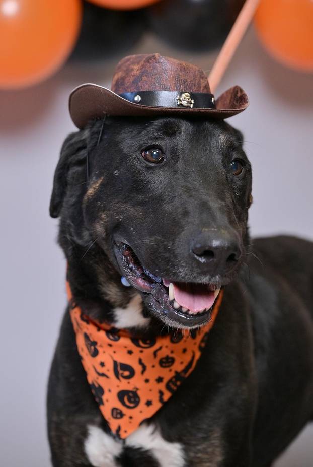 Sklonište u Dumovcu poziva na posebno jesensko udomljavanje pasa i mačaka