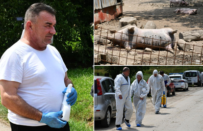 'Afrička kuga mi je pobila čak 14 svinja, ostale će eutanazirati...'