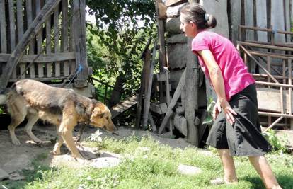Lisice bijesne zbog vrućina i u dvorištu napadaju pse 