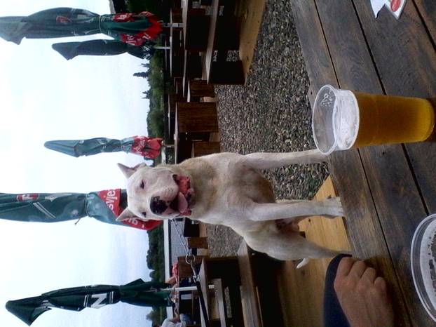 SUPER FOTKE vaših ljubimaca! Neki bi mogli biti viralni hit, ali svi su jednostavno neodoljivi