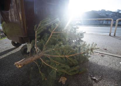 Zagreb: Odbačena božićna drvca čekaju odvoz