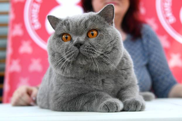 Bjelovar: Međunarodna izložba pasminskih mačaka u organizaciji Saveza felinoloških društava Hrvatske