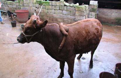 Cijena neobičnog bika sa šest nogu vrtoglavo raste