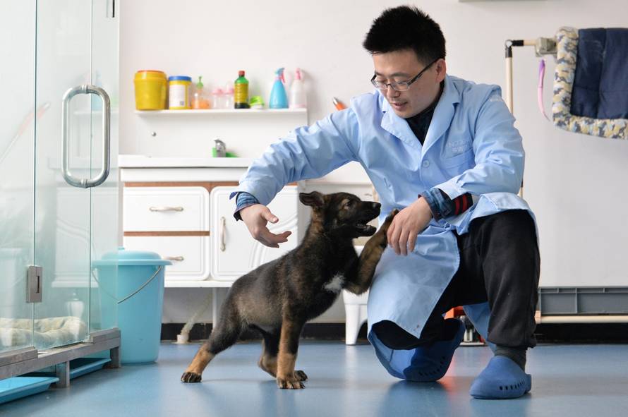 Researcher interacts with Kunxun, a dog cloned from a police dog, in Beijing