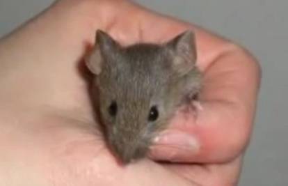 Iz jedne kapi krvi prvi put u povijesti klonirali zdravog miša