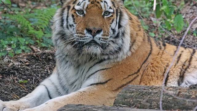 Sibirski tigar u opasnosti zbog smrtonosno dubokog snijega