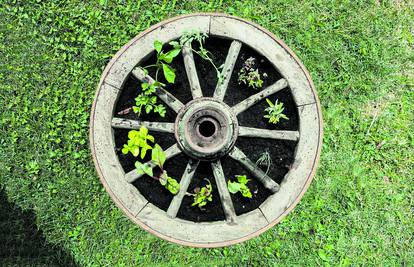 Sjajna ideja: U stari kotač se može posaditi mali pizza-vrt