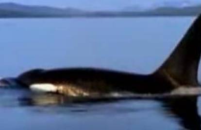 Pogledajte napad kitova ubojica na mlade tuljane