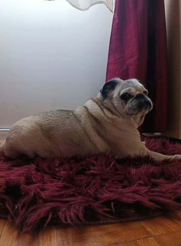 SUPER FOTKE vaših ljubimaca! Neki bi mogli biti viralni hit, ali svi su jednostavno neodoljivi