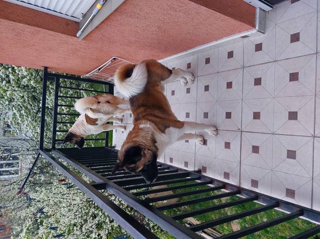 SUPER FOTKE vaših ljubimaca! Neki bi mogli biti viralni hit, ali svi su jednostavno neodoljivi