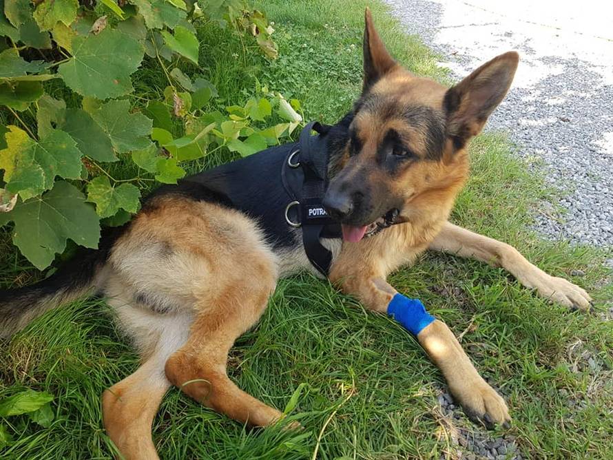 Tužno! Uginuo potražni pas Rex kojeg su istukli palicama...