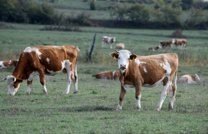 Francuski sud ozakonio pravo domaćih životinja na glasanje: 'Krave mogu slobodno mukati!'