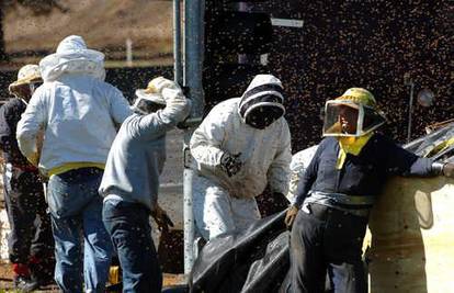 Iz kamiona na autocesti je pobjeglo 12 milijuna pčela 