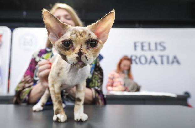 FOTO Otvorena Svjetska izložba mačaka u zagrebačkom Family Mallu! Traje i tijekom nedjelje