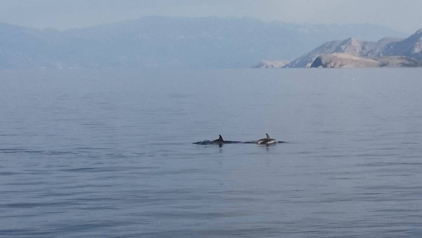 VIDEO Pet dobrih dupina u igri snimili kod Crikvenice: 'Ovo je prvi put da ih ovdje vidim'