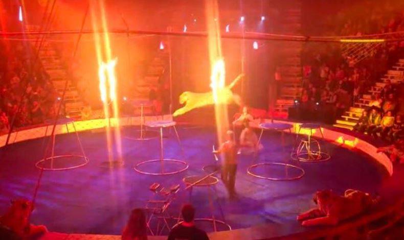 Ruski cirkus: Tigrica preskočila vatreni obruč i onesvijestila se