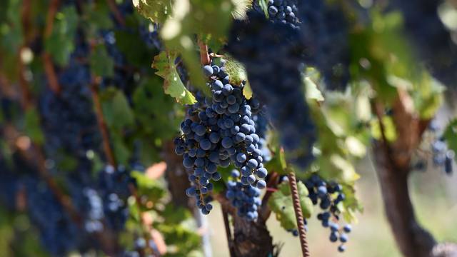 EK potvrdila: Hrvatski vinari moći će koristiti naziv teran