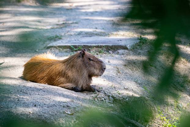 Pogledajte kako izgleda ljeto u zagrebačkom Zoološkom vrtu