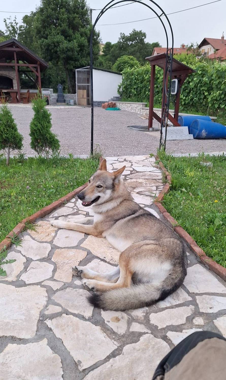 Očajni vlasnici: Naš Aki nestao je kod Rijeke. Nudimo 10.000 €