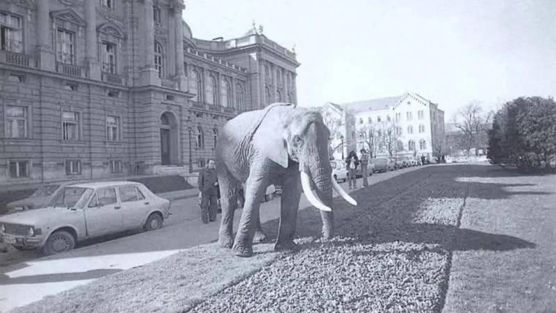 FOTO Društvenim mrežama se šire fotografije slona i deva po ulicama Zagreba: 'Prave su'
