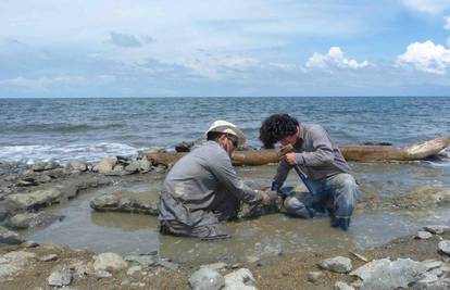 Znanstvenici pronašli ostatke DNK u fosilu morske kornjače starom šest milijuna godina