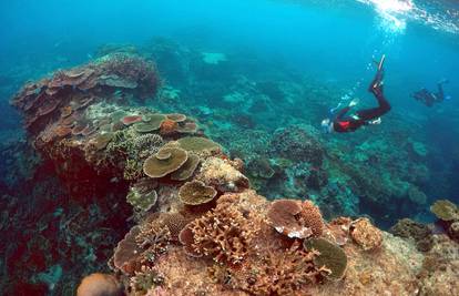Veliki koraljni greben u još je većoj opasnosti nego se znalo