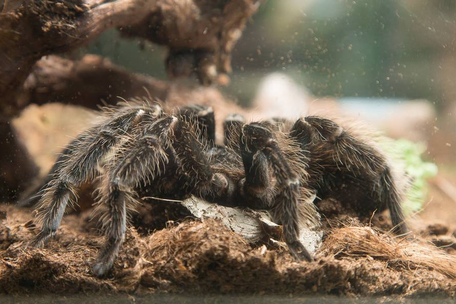 E za ovo je potrebna hrabrost: Studentice se igrale sa zmijom