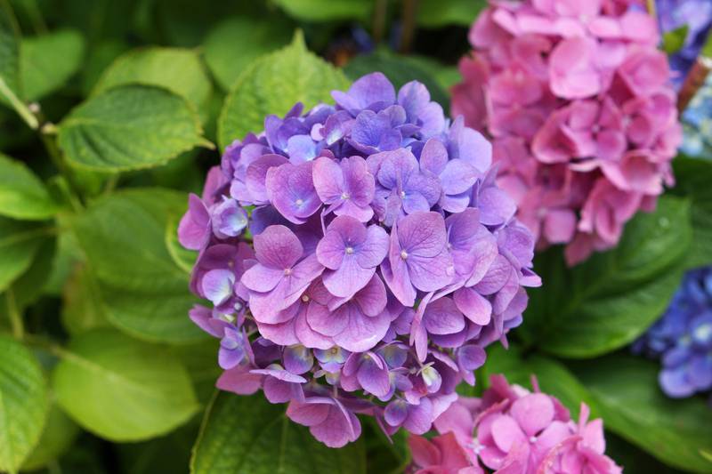 Uz ovaj trik možete promijeniti boju prekrasnim hortenzijama