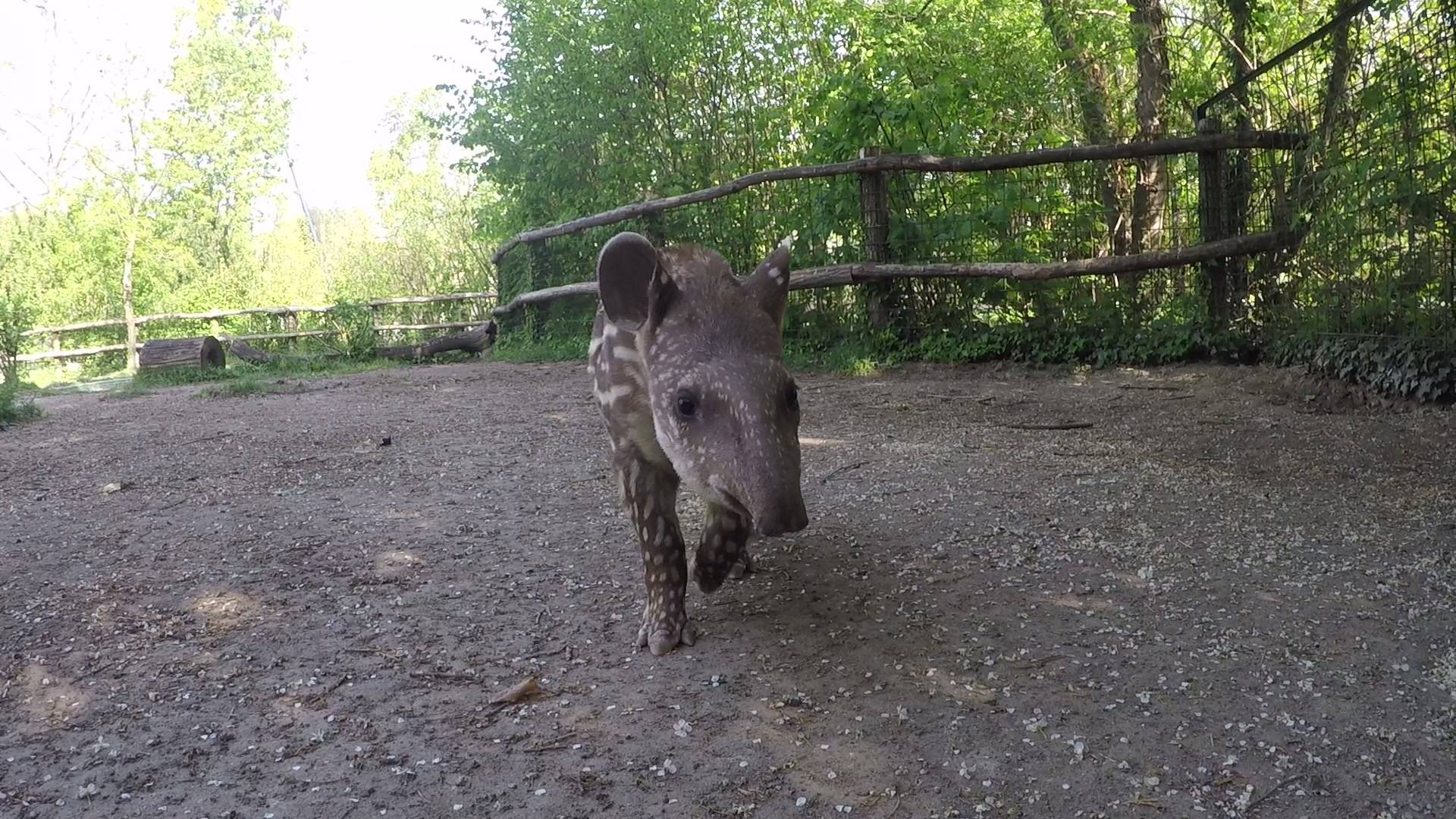 Obitelj tapira dobila prinovu: Predložite kako će se zvati