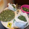 Policija u dva stana u Zagrebu pronašla 12,8 kg marihuane