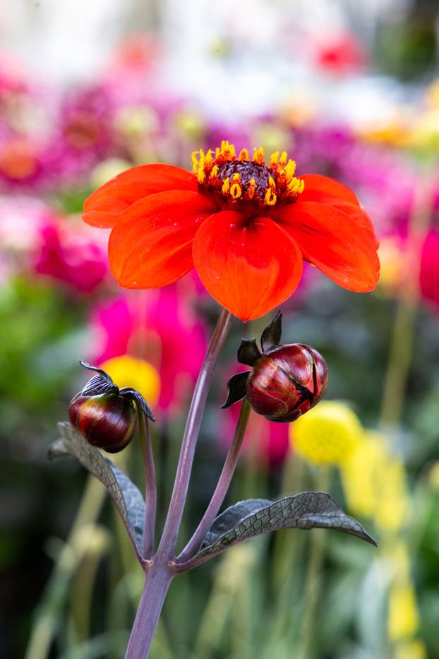 Pula: 17. sajam cvijeća Florija na Giardinima