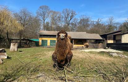 FOTO Deva Zsofia upija zrake Sunca u zagrebačkom ZOO-u