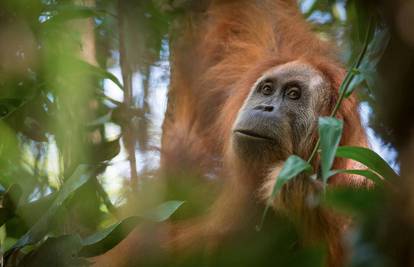 Otkrili novu vrstu orangutana, a već je na rubu izumiranja