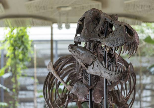 67-million-year-old T-rex skeleton presented to media before auction in Zurich
