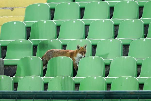 Sarajevo: Lisice pratile trening nogometaša BiH na stadionu Koševo
