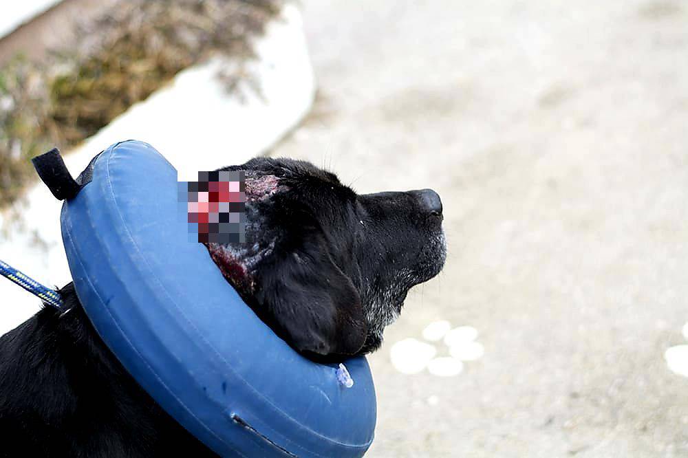 Zatukao psa šipkom i ostavio da umre: Spasili ga dobri ljudi