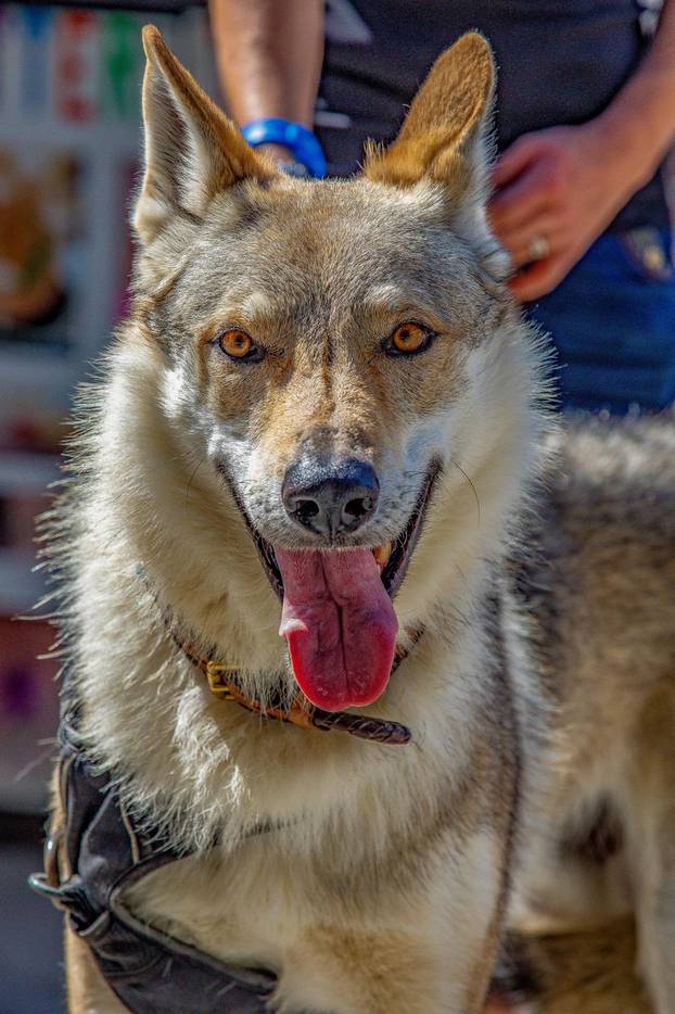 Pula: Čehoslovački vučji pas privlačio poglede znatizeljnika