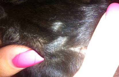 Mačka ima prorijeđenu dlaku na glavi, jesu li krivac gljivice?