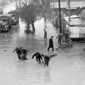 Najveća katastrofa u Zagrebu: Sava potopila trećinu grada, 17 mrtvih, 40.000 bez domova