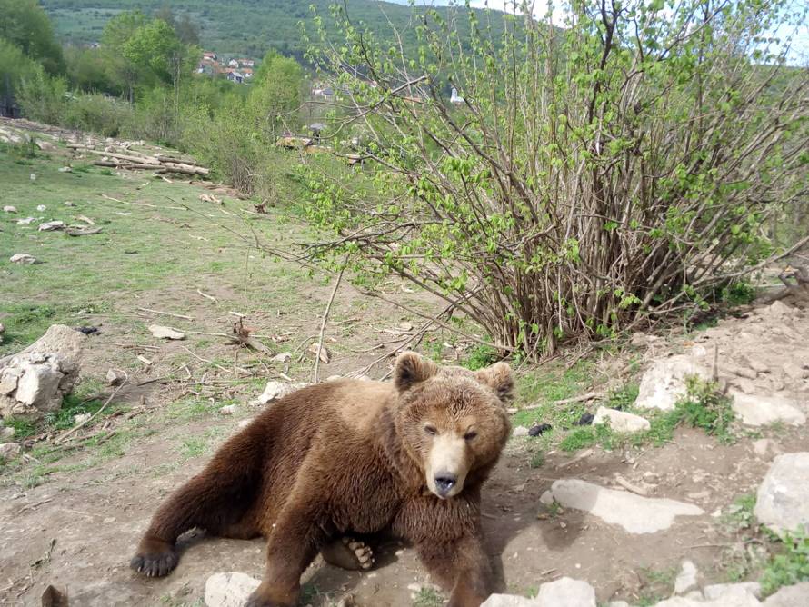 Mladi medo u Kuterevu nakon doručka odmorio je na travi