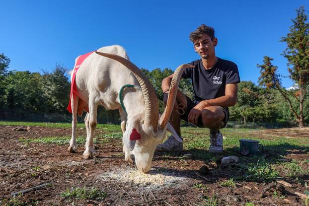 Vodnjan: Za Naj kozu 2025. godine izabrana je koza Jelena, vlasnika Mattea Muškovića 