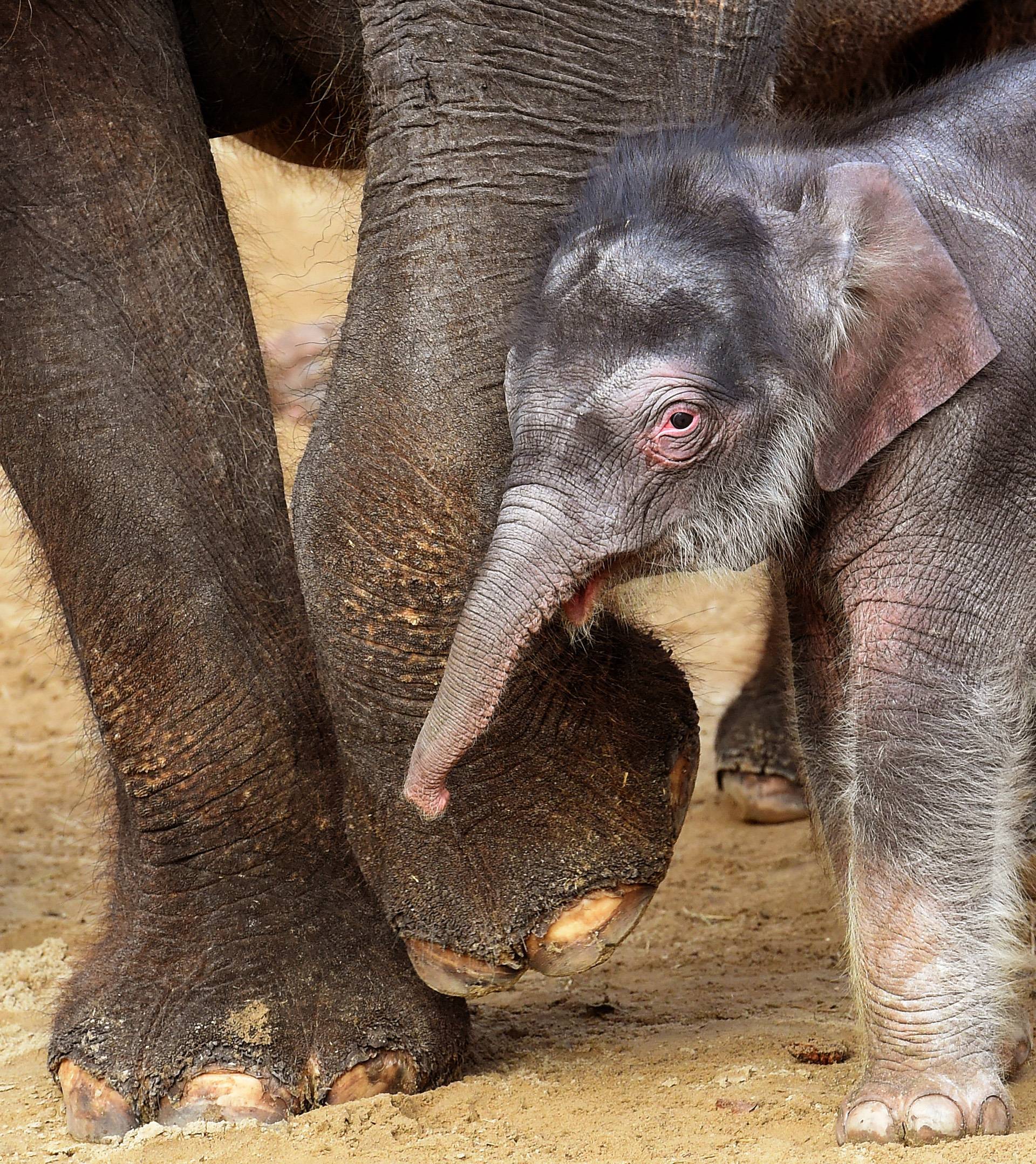 Third baby elephant at the Hanover Adventure Zoo